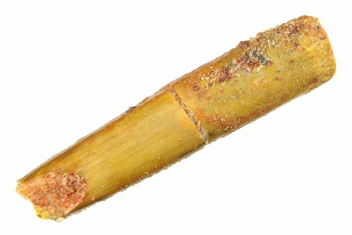 Fossil Sauropod Dinosaur (Rebbachisaurus) Tooth - Morocco #297409